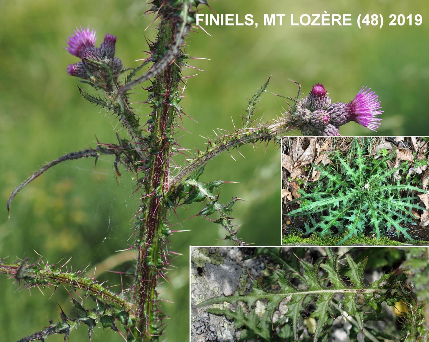 Thistle, Marsh leaf